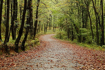 Winding forest path covered in autumn leaves