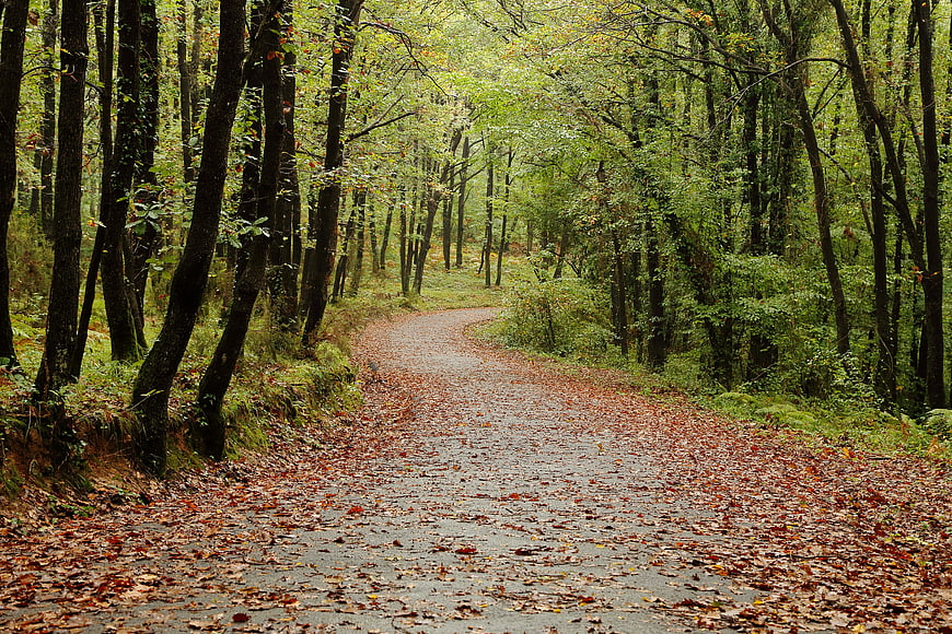 Winding forest path covered in autumn leaves