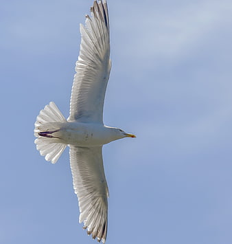 Seagull in Flight Against Clear Blue Sky