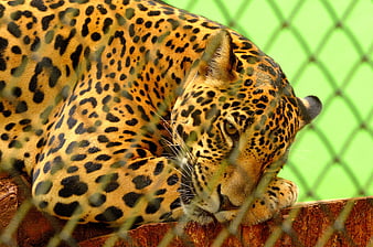 Close-up of a leopard resting behind a chain-link fence