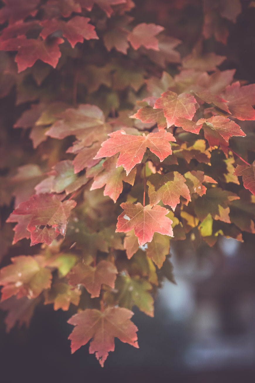 Close-up of Red and Green Maple Leaves in Autumn