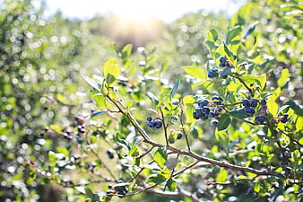 Fresh Blueberries Growing on Bush in Sunlight