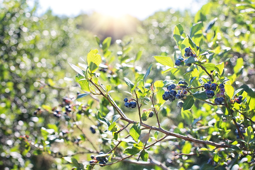 Fresh Blueberries Growing on Bush in Sunlight
