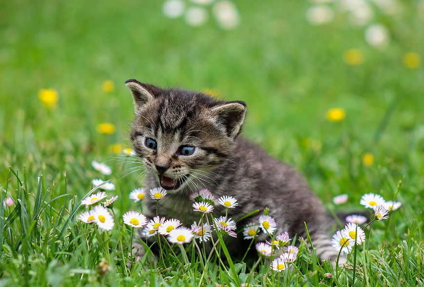 Cute gray tabby kitten playing in grass with daisies