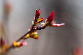 Close-up of Red Spring Buds on a Branch