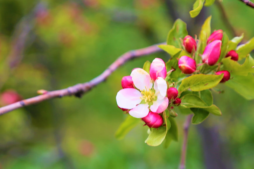 Pink Apple Blossoms and Buds on a Spring Branch
