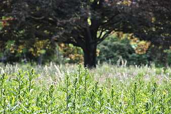 Green meadow with wild plants and blurred tree background