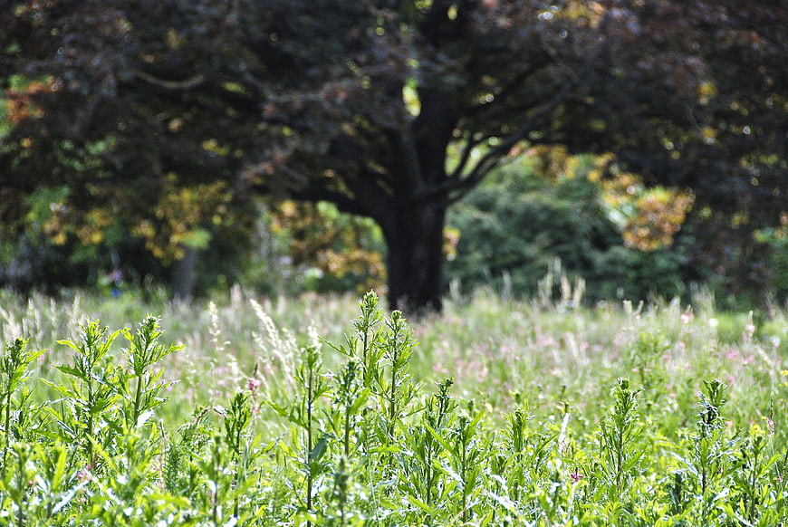Green meadow with wild plants and blurred tree background
