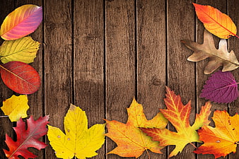 Autumn Leaves Arranged on Rustic Wooden Plank Background