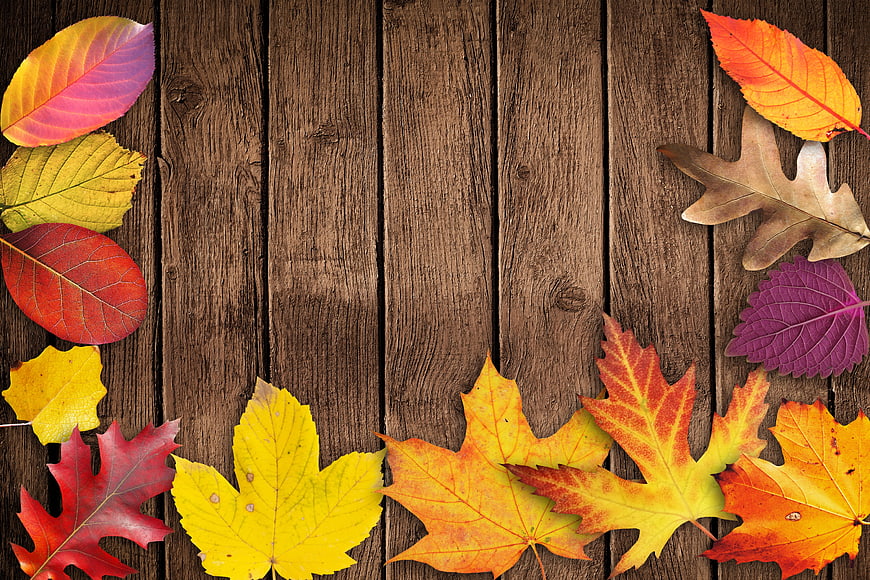 Autumn Leaves Arranged on Rustic Wooden Plank Background