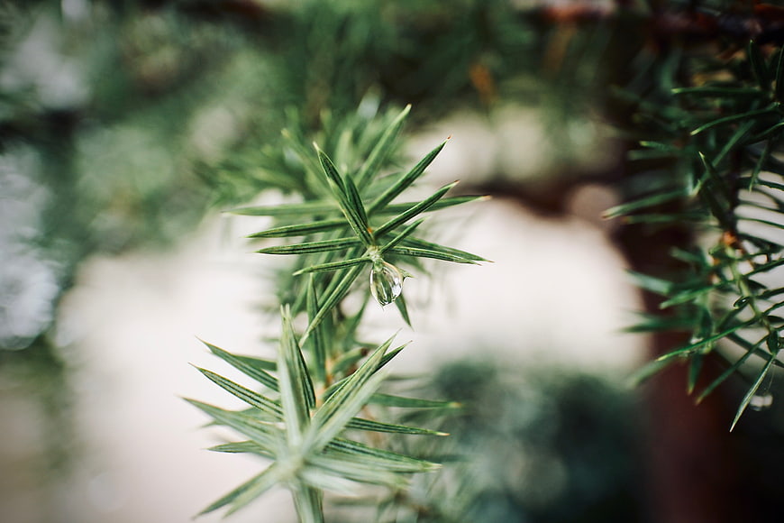 Close-up of pine needles with a single water droplet