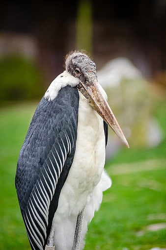 Close-up portrait of a Marabou Stork with long beak