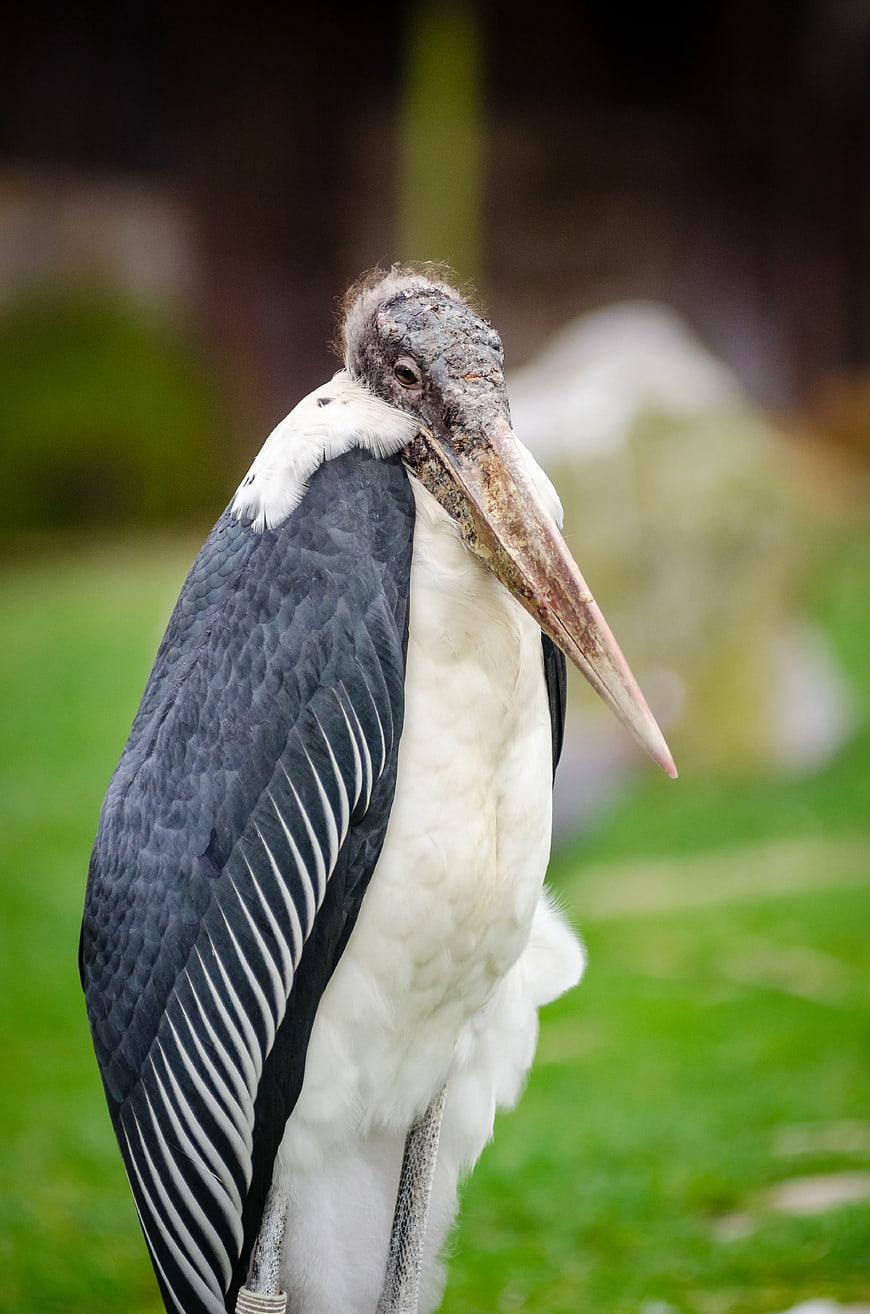 Close-up portrait of a Marabou Stork with long beak