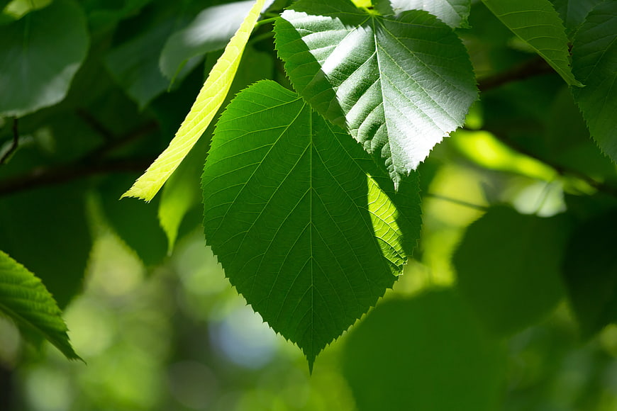 Close-up of vibrant green leaves with sunlight filtering through