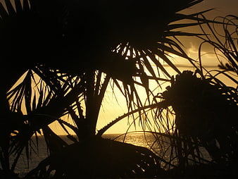 Silhouette of Palm Fronds Against Golden Sunset Ocean