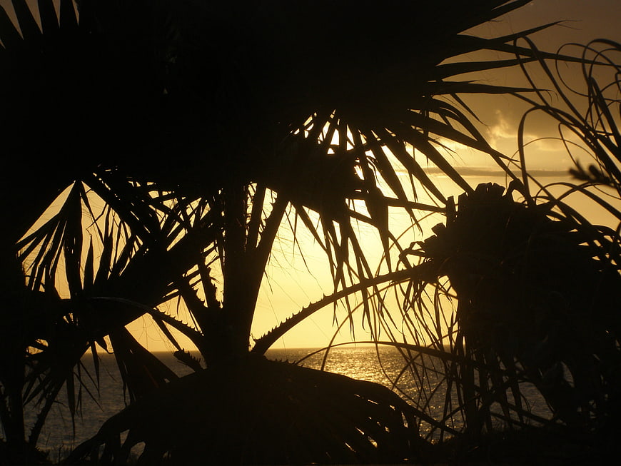 Silhouette of Palm Fronds Against Golden Sunset Ocean