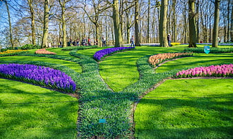 Colorful hyacinth flower beds in a sunny spring park