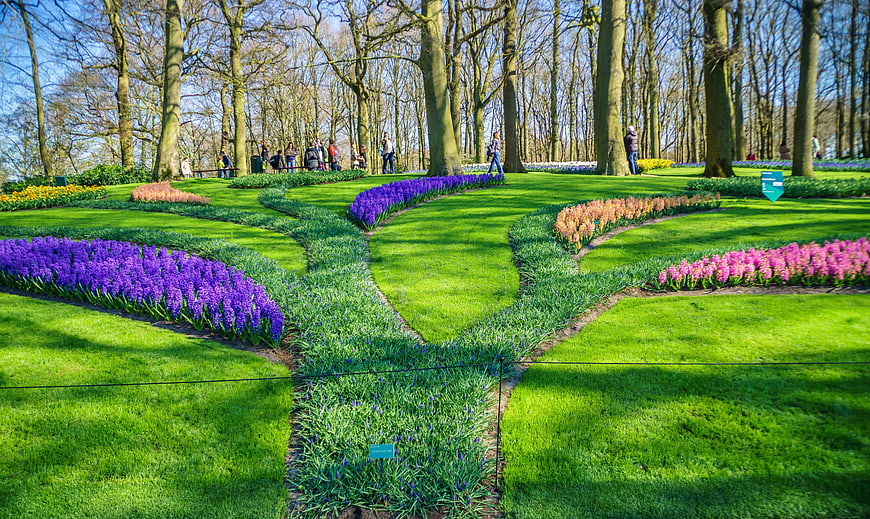 Colorful hyacinth flower beds in a sunny spring park