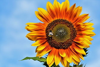 Vibrant Sunflower With Bumblebee Against Blue Sky