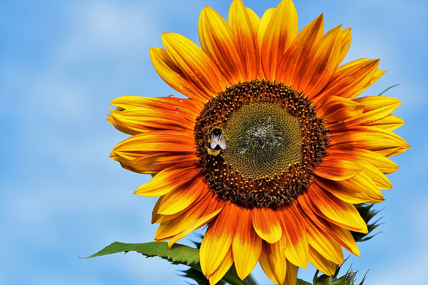 Vibrant Sunflower With Bumblebee Against Blue Sky