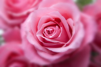 Close-up of a vibrant pink rose with soft focus background