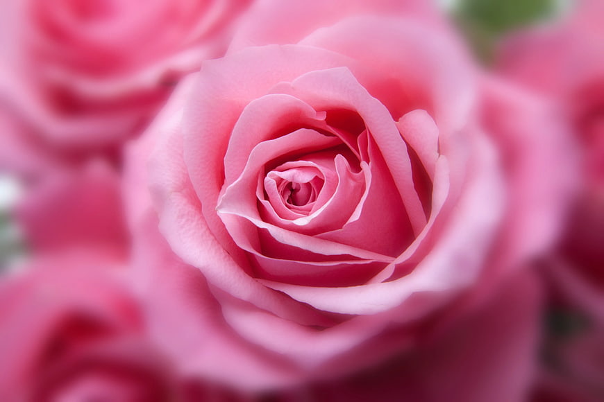 Close-up of a vibrant pink rose with soft focus background