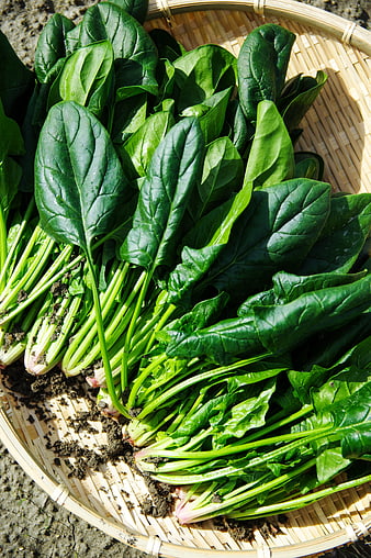 Fresh Organic Spinach in Woven Bamboo Basket