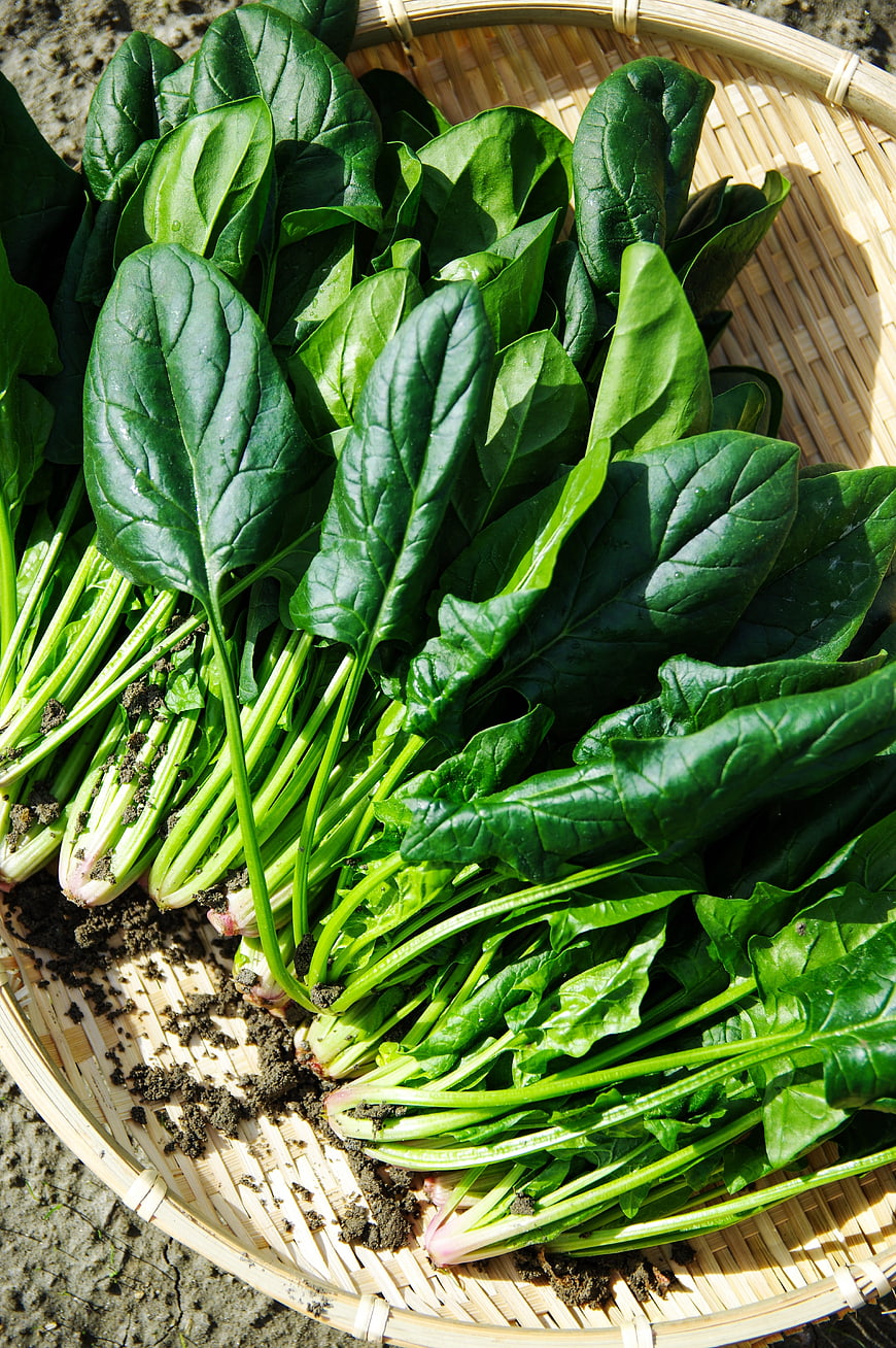 Fresh Organic Spinach in Woven Bamboo Basket