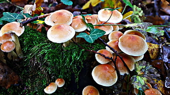 Cluster of Orange Mushrooms on Mossy Forest Stump