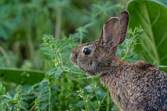 Close-up of a wild brown rabbit in green foliage