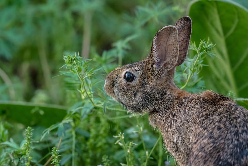 Close-up of a wild brown rabbit in green foliage