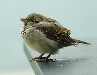 Close-up of a small brown sparrow perched on a ledge