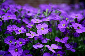 Vibrant Purple Wallflowers in Spring Garden Bloom