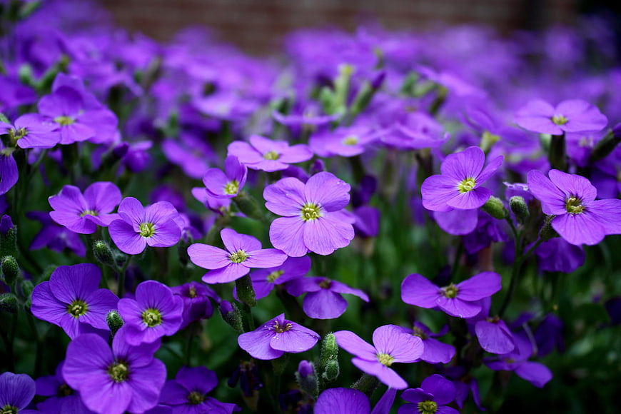 Vibrant Purple Wallflowers in Spring Garden Bloom