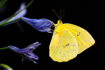 Yellow Butterfly on Blue Flower Against Black Background