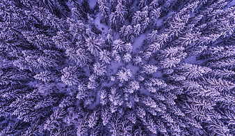 Aerial View of Snow-Covered Pine Forest in Winter
