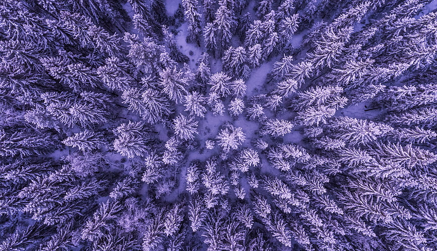 Aerial View of Snow-Covered Pine Forest in Winter