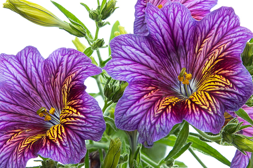 Close-up of vibrant purple Salpiglossis flowers with yellow centers