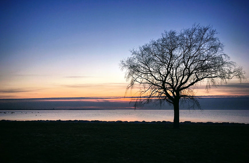 Silhouette of Bare Tree by Lake at Dusk