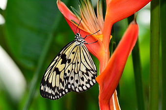 Idea Leuconoe Butterfly Perched On Vibrant Orange Bird Of Paradise Flower