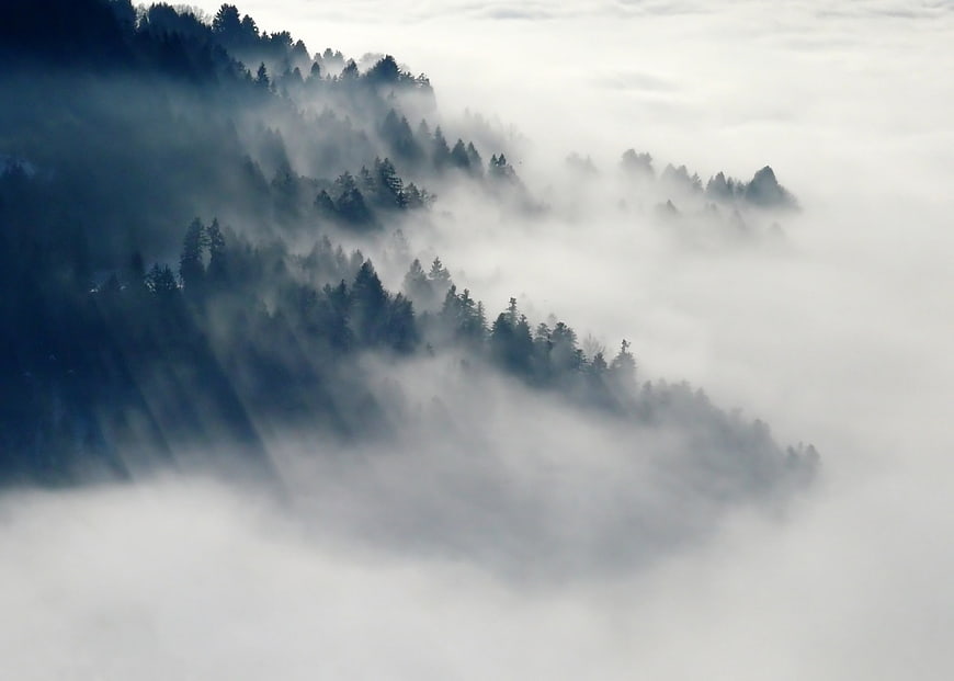 Misty coniferous forest on mountain ridge in fog