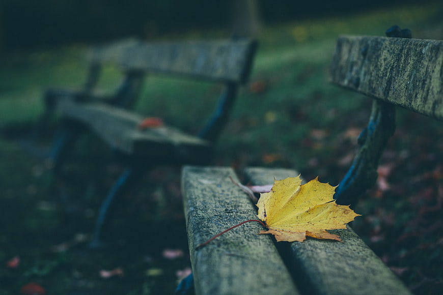 Yellow maple leaf on weathered park bench in autumn