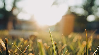 Close-up of green grass blades in golden hour sunlight