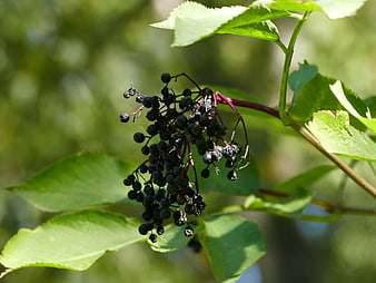 Close-up of ripe black elderberries on a green branch