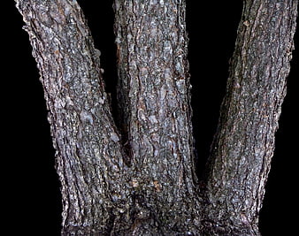 Close-up of rough tree bark texture on black background