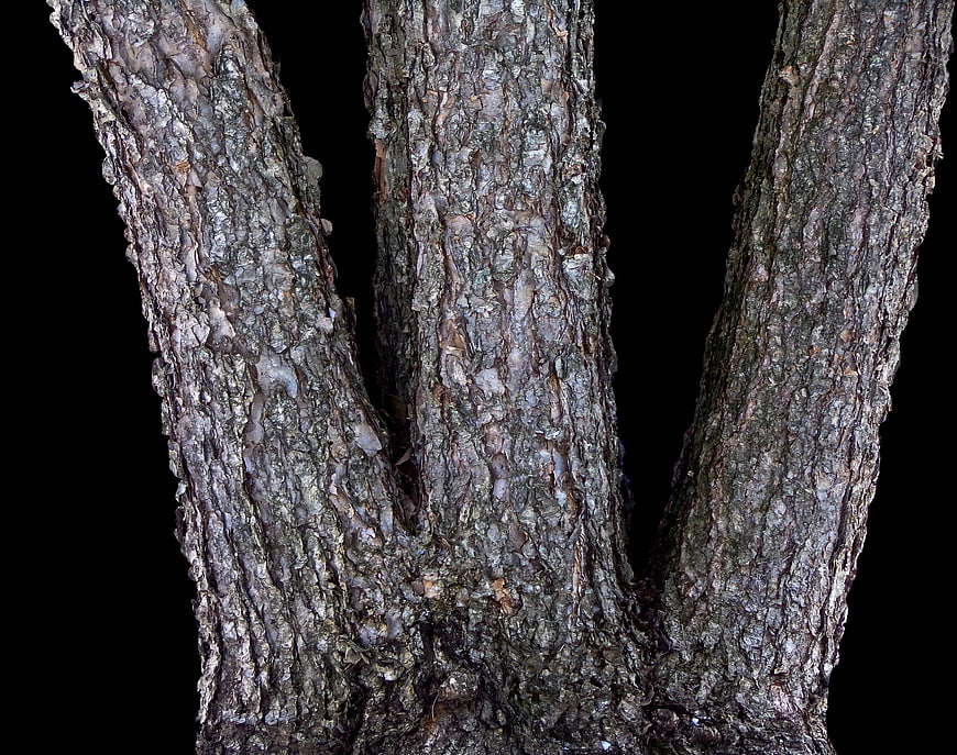 Close-up of rough tree bark texture on black background