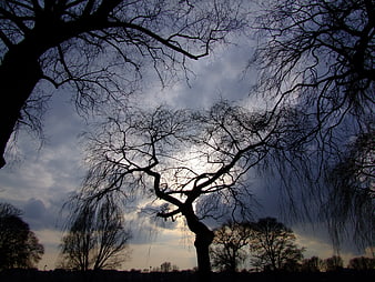 Dramatic Silhouette of Bare Trees Against a Moody Cloudy Sky