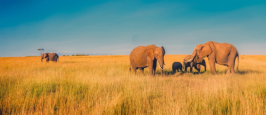 African Elephant Herd Grazing in Golden Savanna Grassland