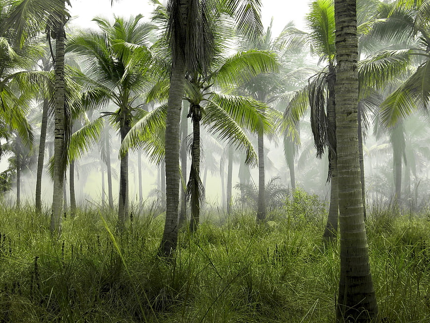 Misty tropical palm forest with lush green grass