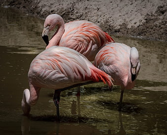 Three Pink Flamingos Standing in Shallow Water